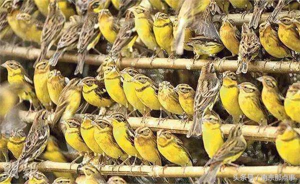 涓浗娉涙互鎴愮伨鐨勯噹鐢熷姩鐗╄鍚冨厜,鍦ㄤ腑鍥借鍚冩帀鐨勬硾婊ユ垚鐏剧殑鍔ㄧ墿