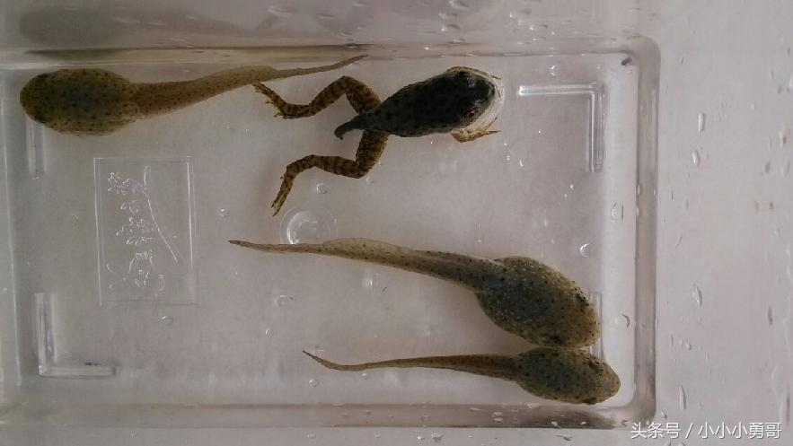 裂头蚴吃小蝌蚪,因蝌蚪而感染裂头蚴的比例大吗