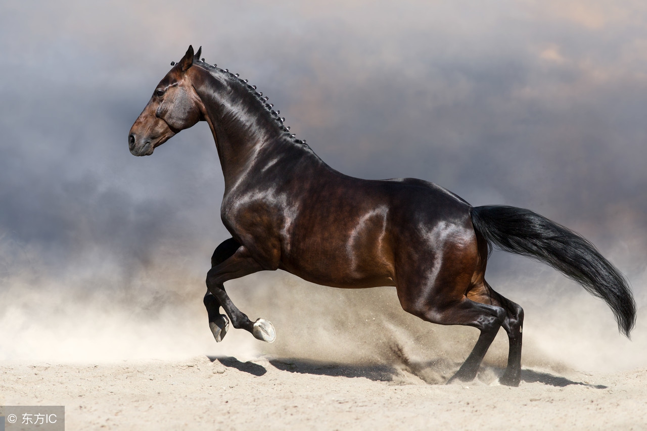 午马生肖马,生肖马午马