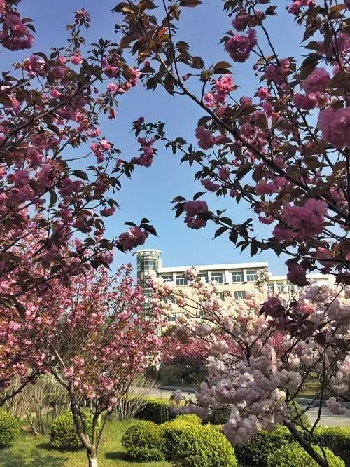 大连高校校花大pk,大连高中校花