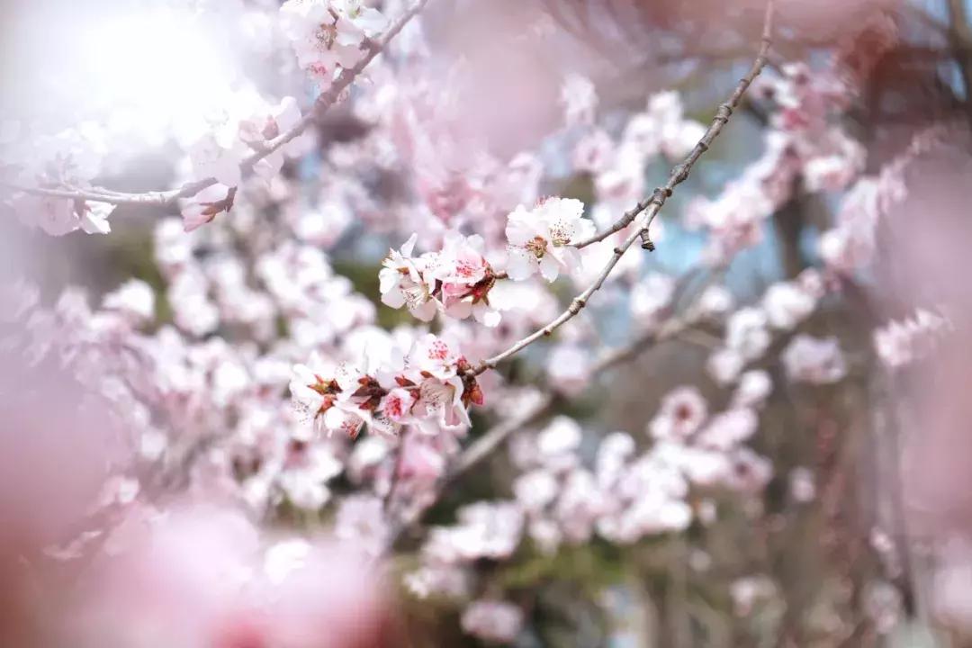 大连高校校花大pk,大连高中校花