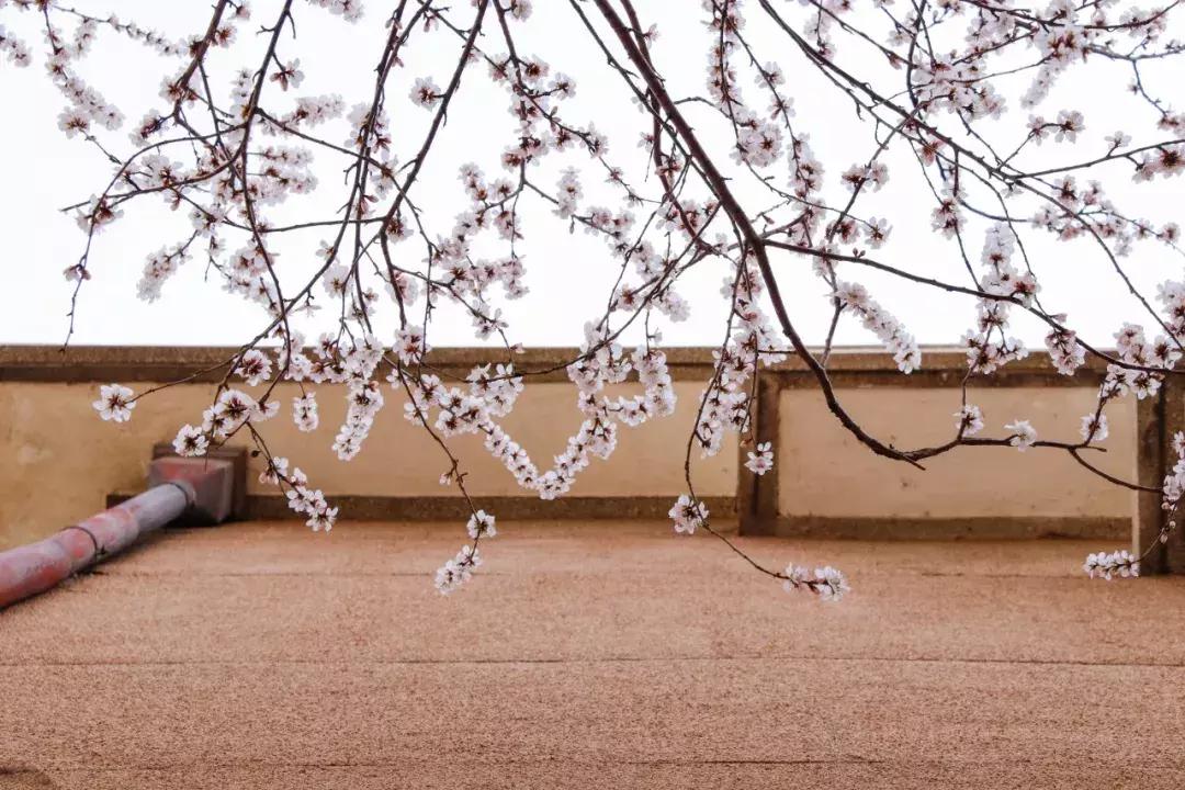 大连高校校花大pk,大连高中校花