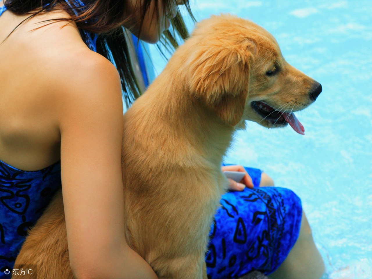 狗狗髋关节发育不良图,狗狗髋关节发育不良用什么止痛药