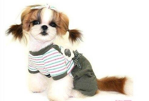 养狗新手小白应该养什么狗,盘点养狗小白必屯的十种物品