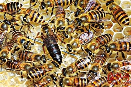 蜂王浆与蜂胶哪个好,蜂王浆和蜂胶哪个更经济实惠