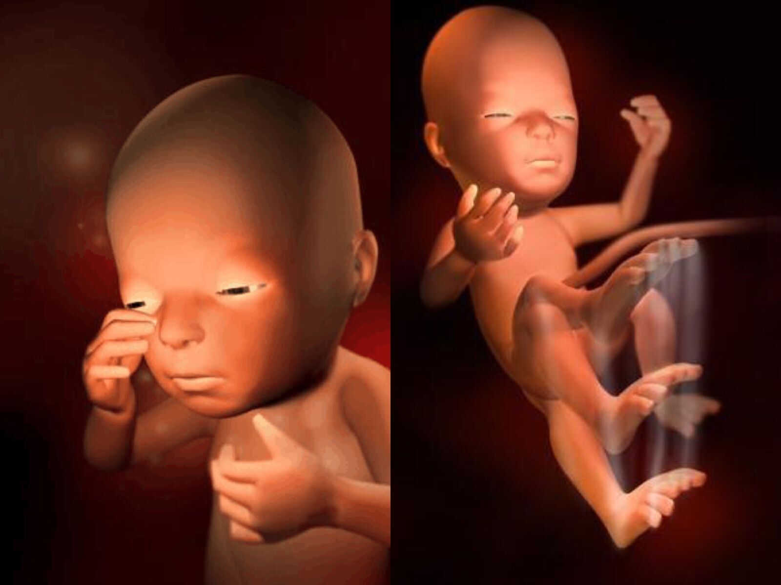 胎儿在肚子里面的发育全过程,胎儿在肚子里发育全过程带讲解