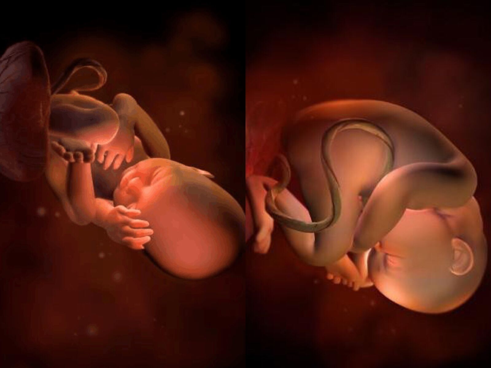 胎儿在肚子里面的发育全过程,胎儿在肚子里发育全过程带讲解