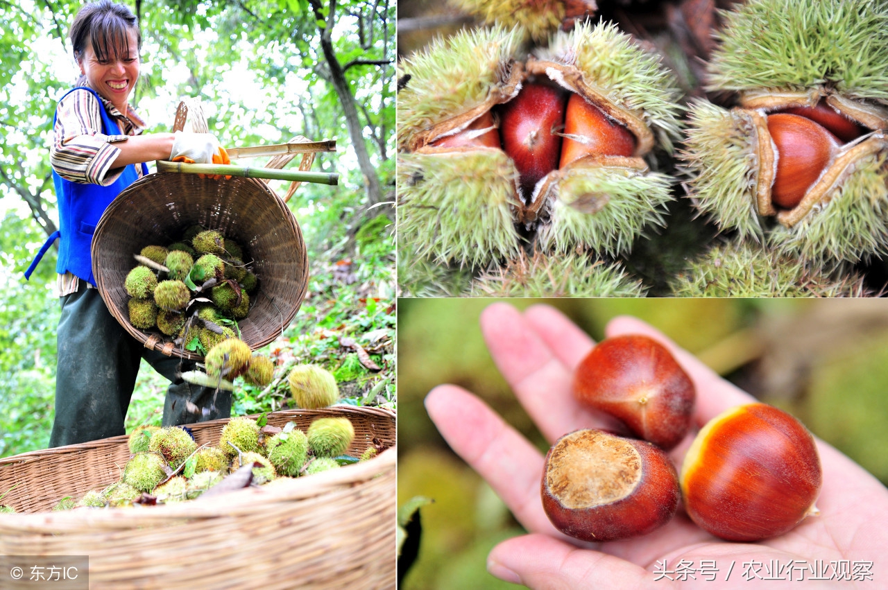 农村创业九个创业好点子,农村创业项目个人创业方案