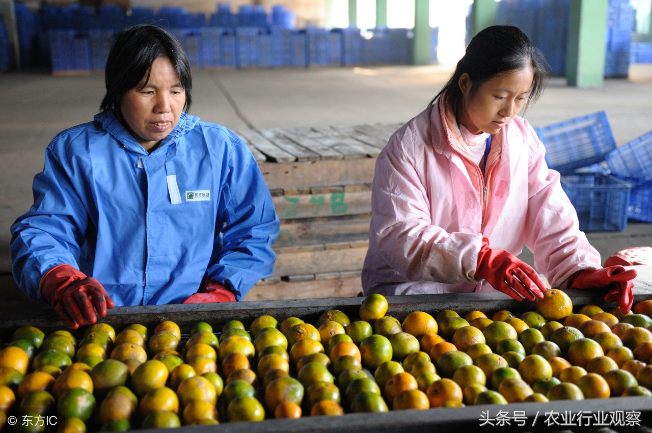 农村创业九个创业好点子,农村创业项目个人创业方案