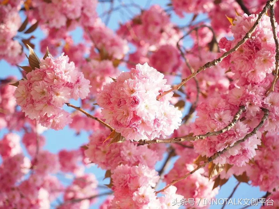 出自日本武士之手的饭盒,竟成INS美食网红摆拍神器