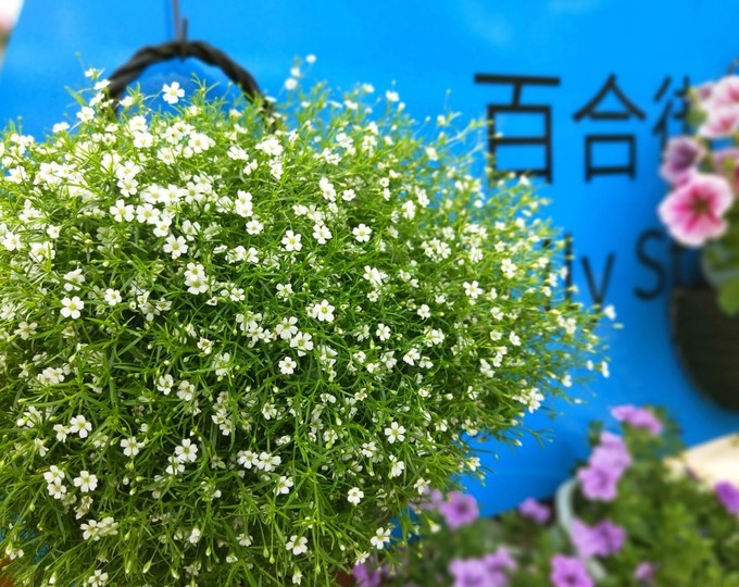 深圳东莞附近游玩景点一日游,深圳东莞游玩景点推荐周边自驾游