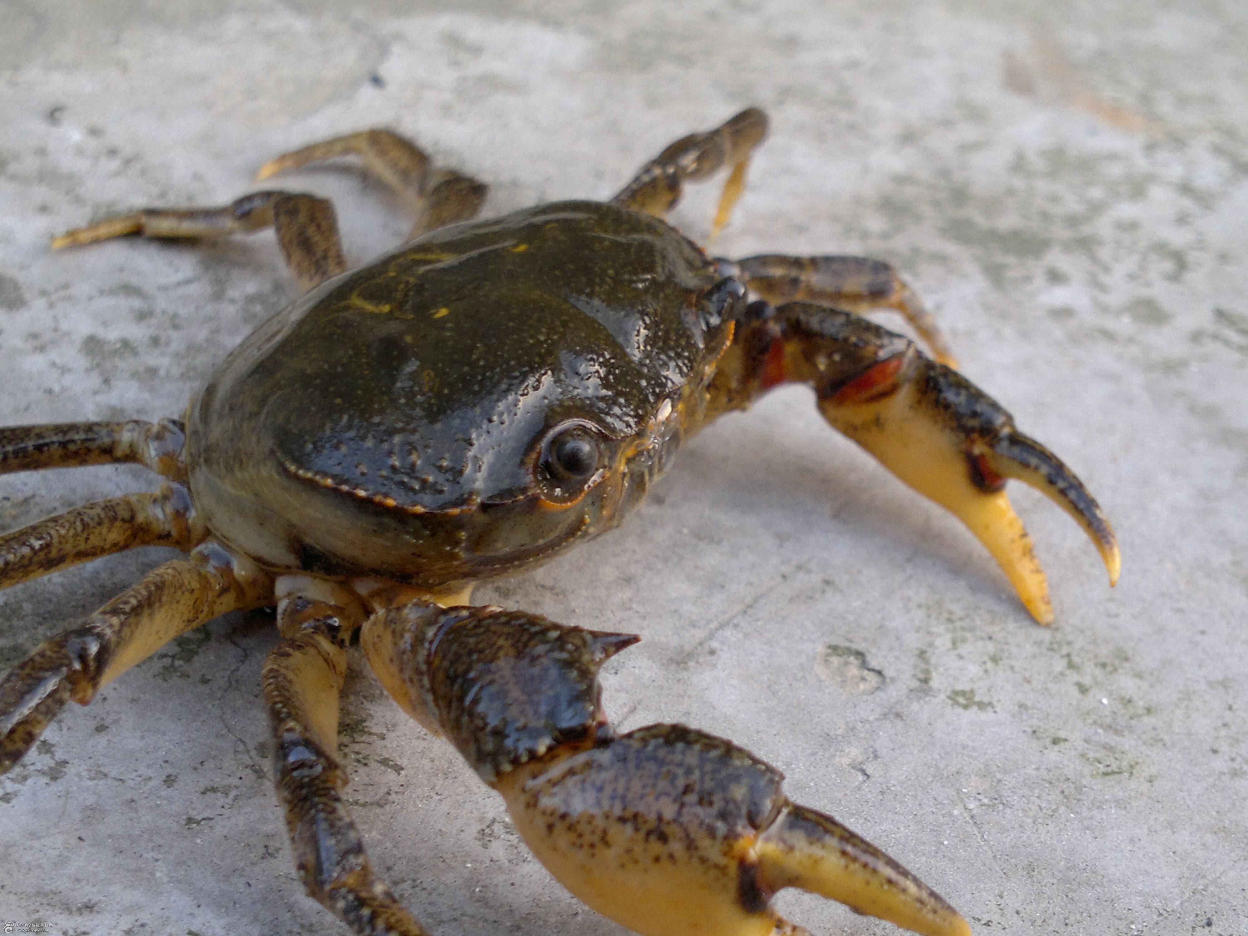 活螃蟹怎么清洗和蒸视频,怎样清洗螃蟹最简单的方法