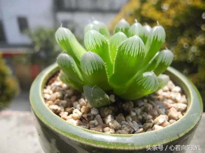 如何让玉露变得透亮,玉露的养护方法视频