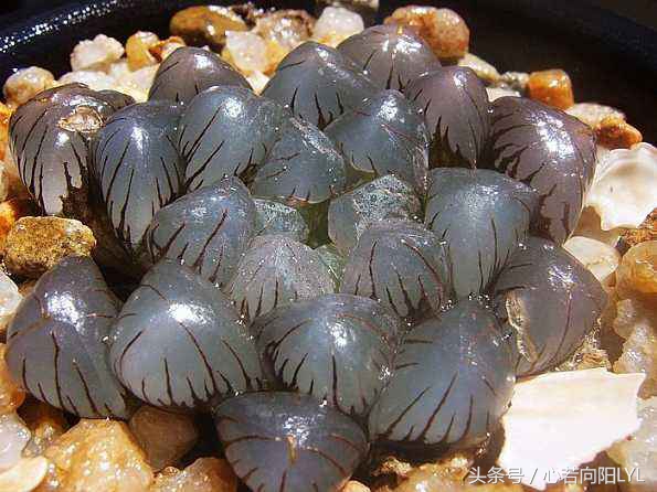 如何让玉露变得透亮,玉露的养护方法视频