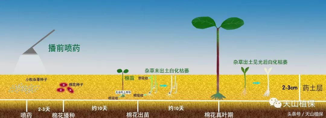龙草净在棉花田防除龙葵使用技术