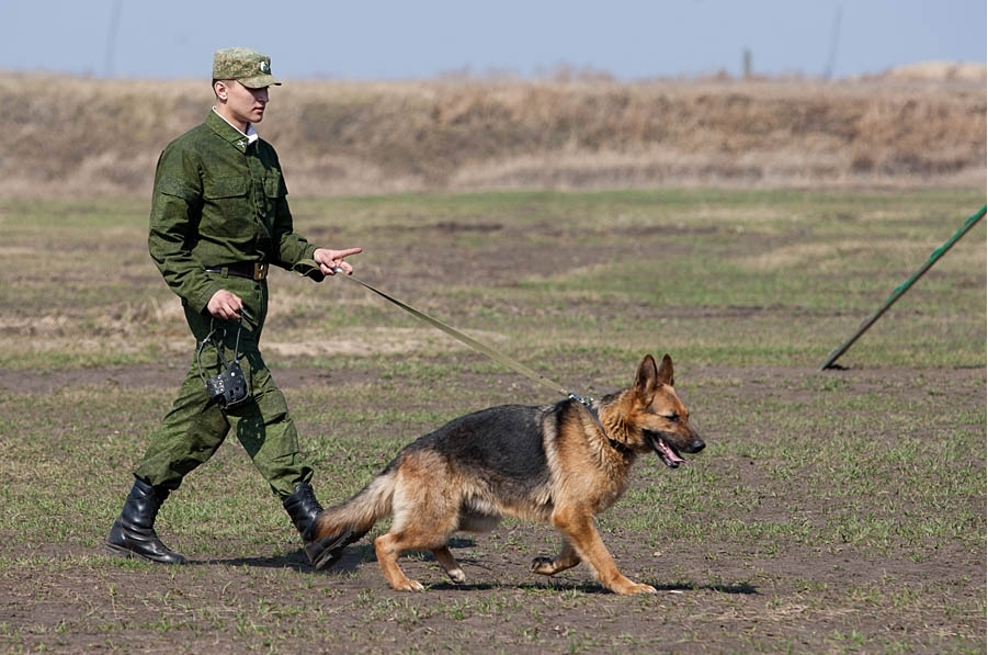 训练狗狗趴下时狗狗老是哼哼,训练狗狗是空腹训练吗