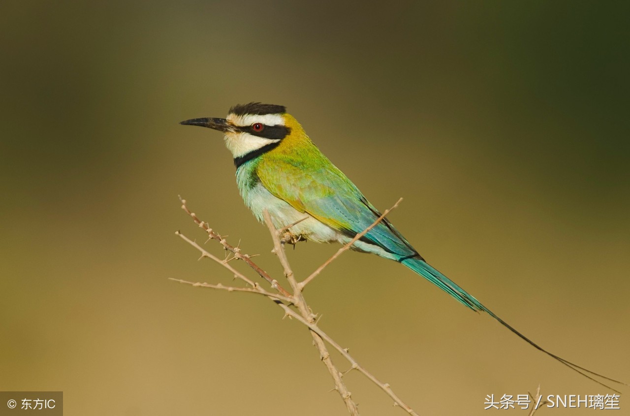 村上春树经典作品是哪部,日本作家村上春树作品