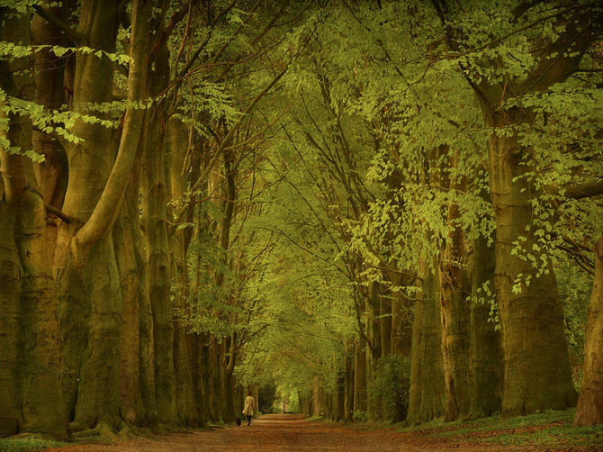 绝美林荫,绝美林荫道创意图片