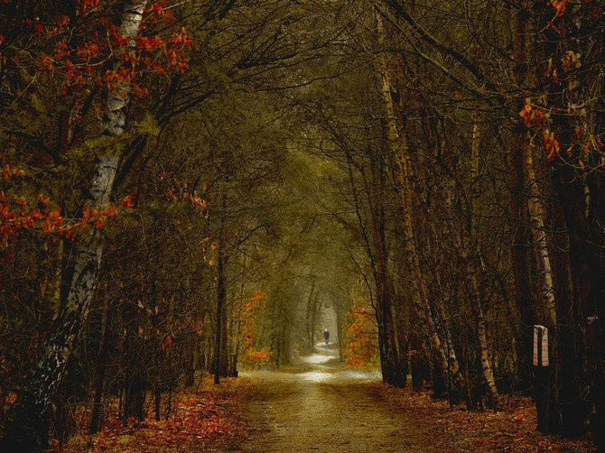 绝美林荫,绝美林荫道创意图片