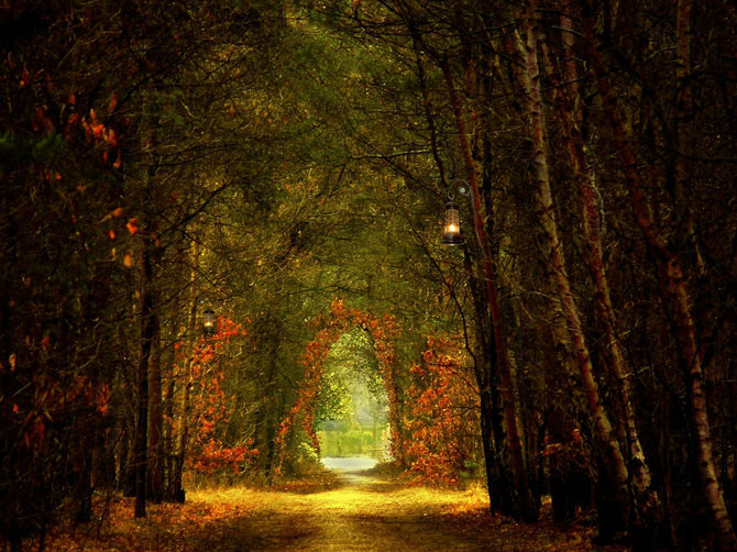 绝美林荫,绝美林荫道创意图片