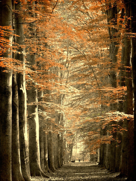 绝美林荫,绝美林荫道创意图片