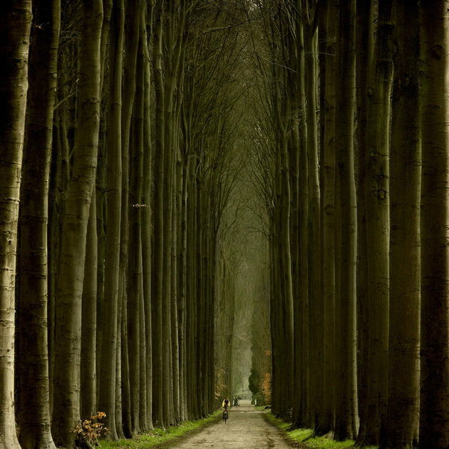 绝美林荫,绝美林荫道创意图片