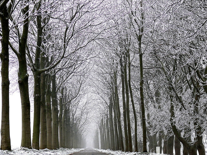 绝美林荫,绝美林荫道创意图片