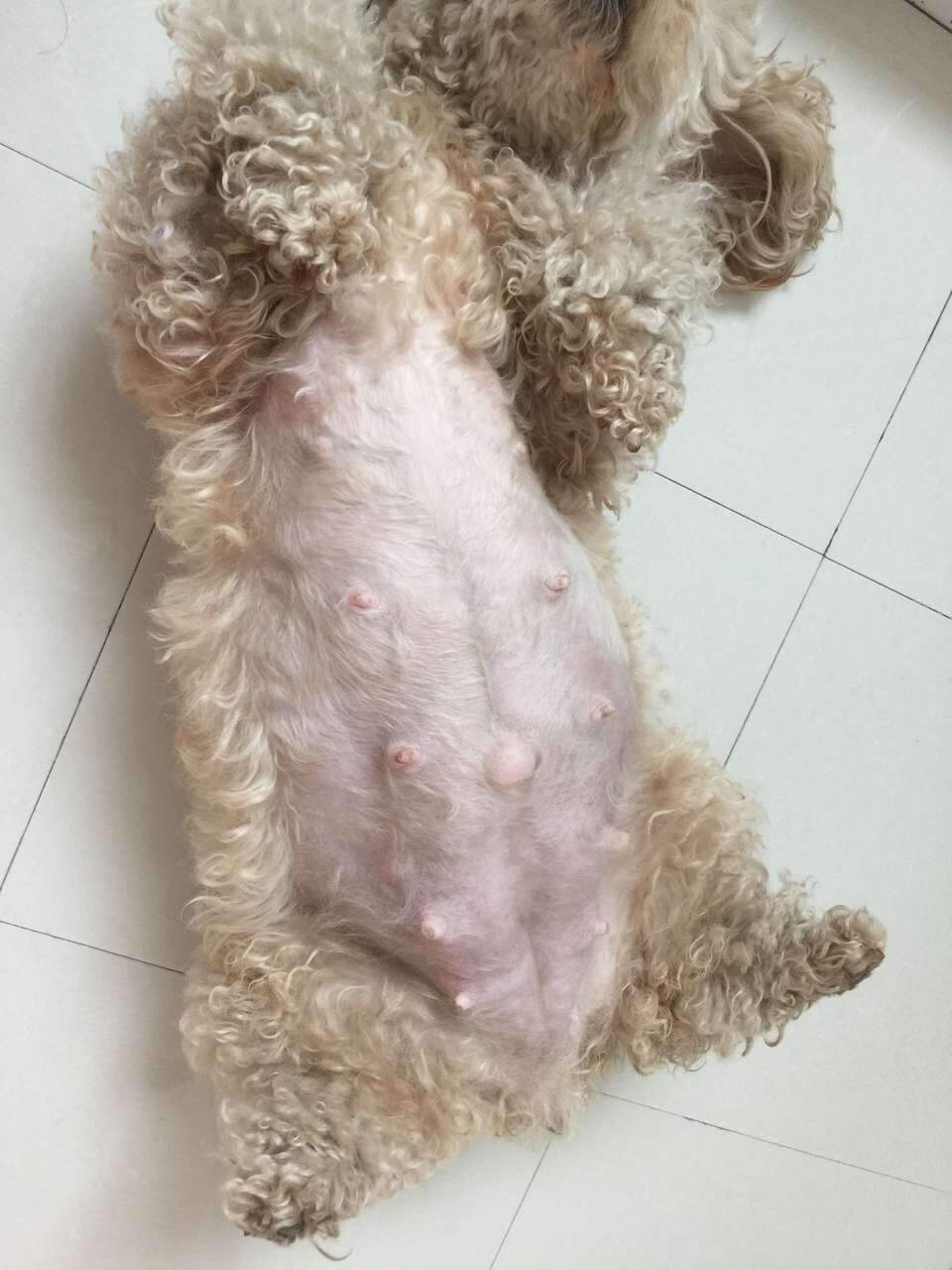 为什么你家狗狗还没有怀孕，肚子却日渐大了，还在分泌乳汁？