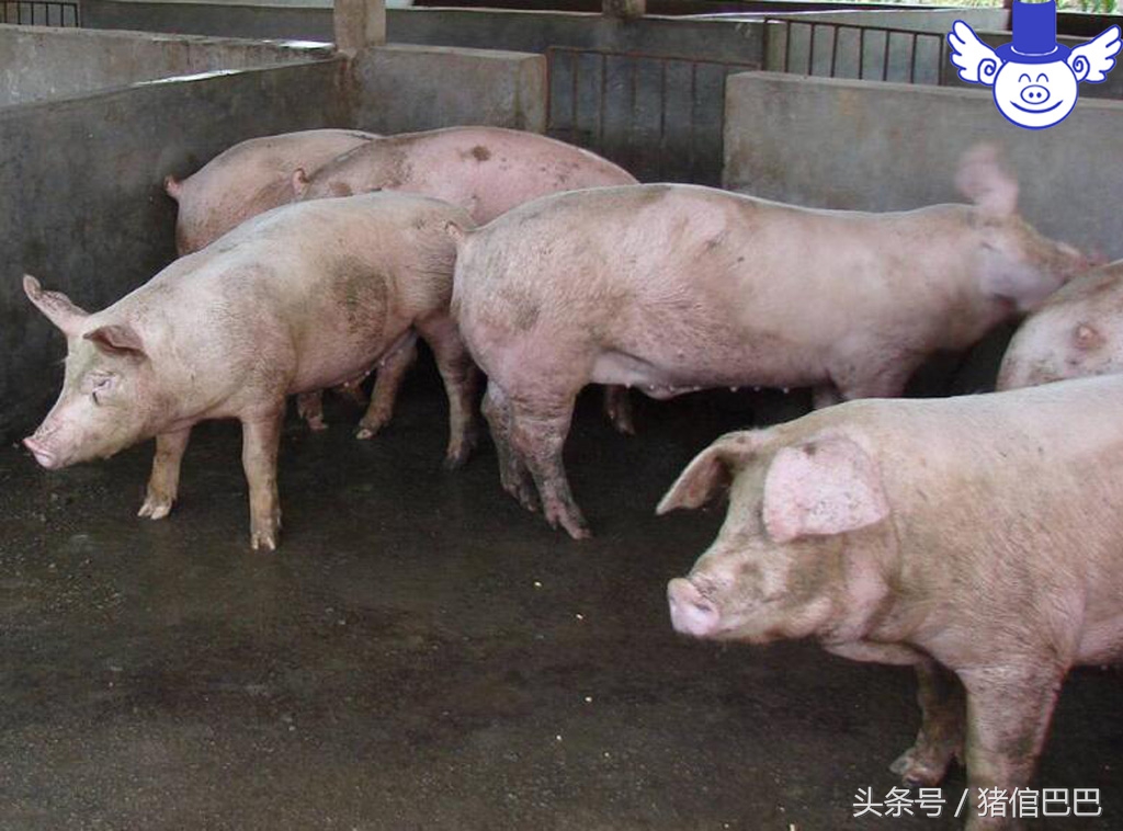 引起母猪死胎的原因有哪些,母猪死胎前10个征兆