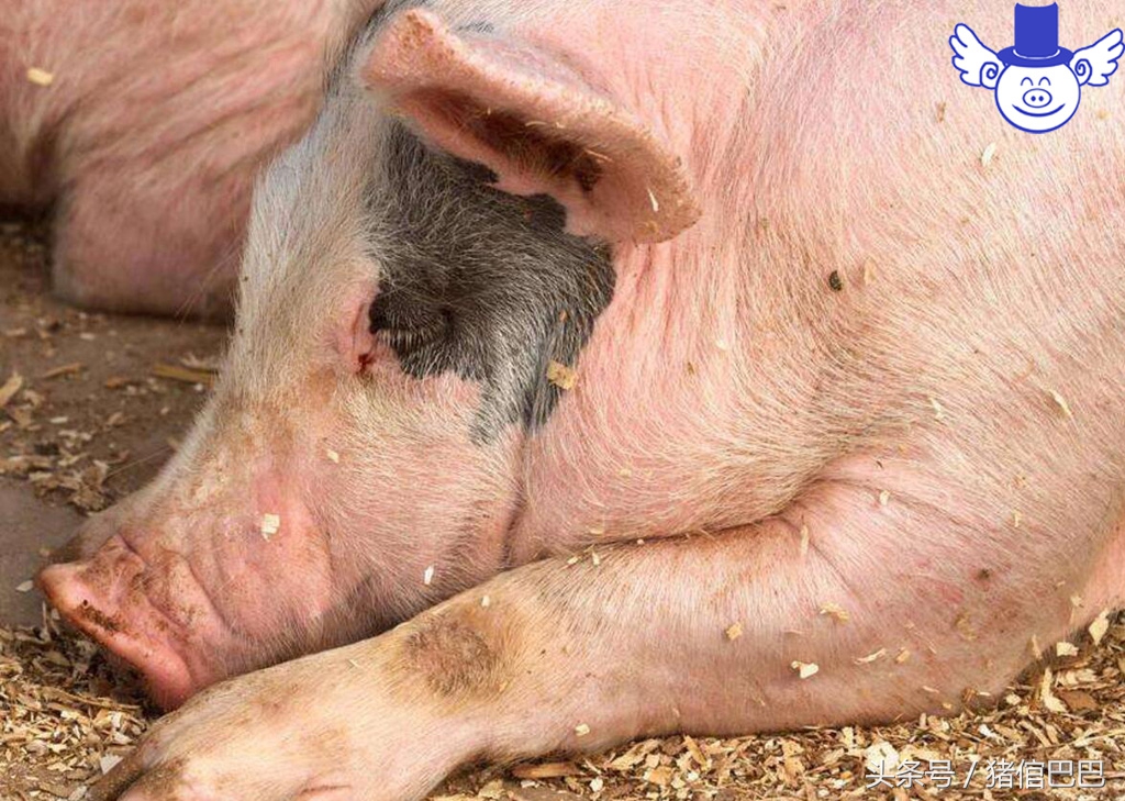 引起母猪死胎的原因有哪些,母猪死胎前10个征兆