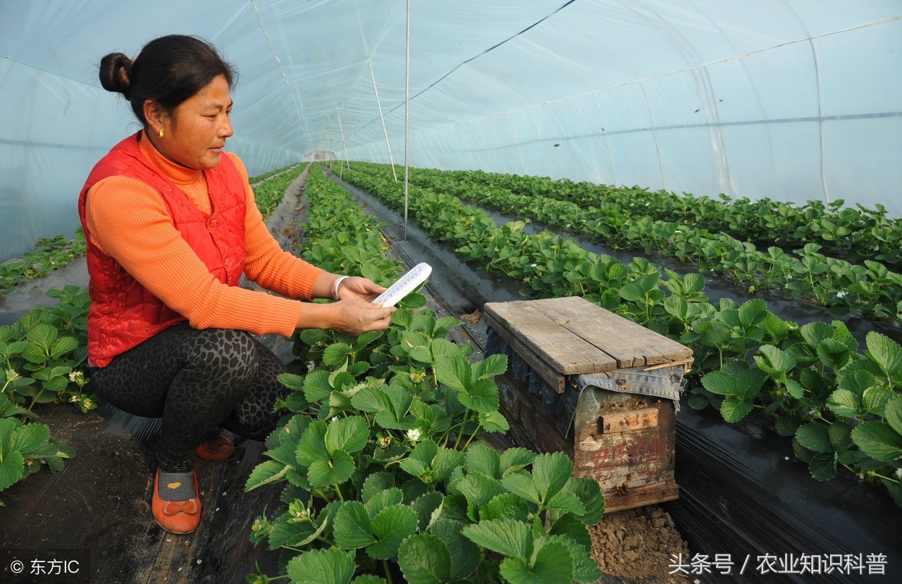 温室大棚地温专用温度计,大棚温度湿度计农用专用