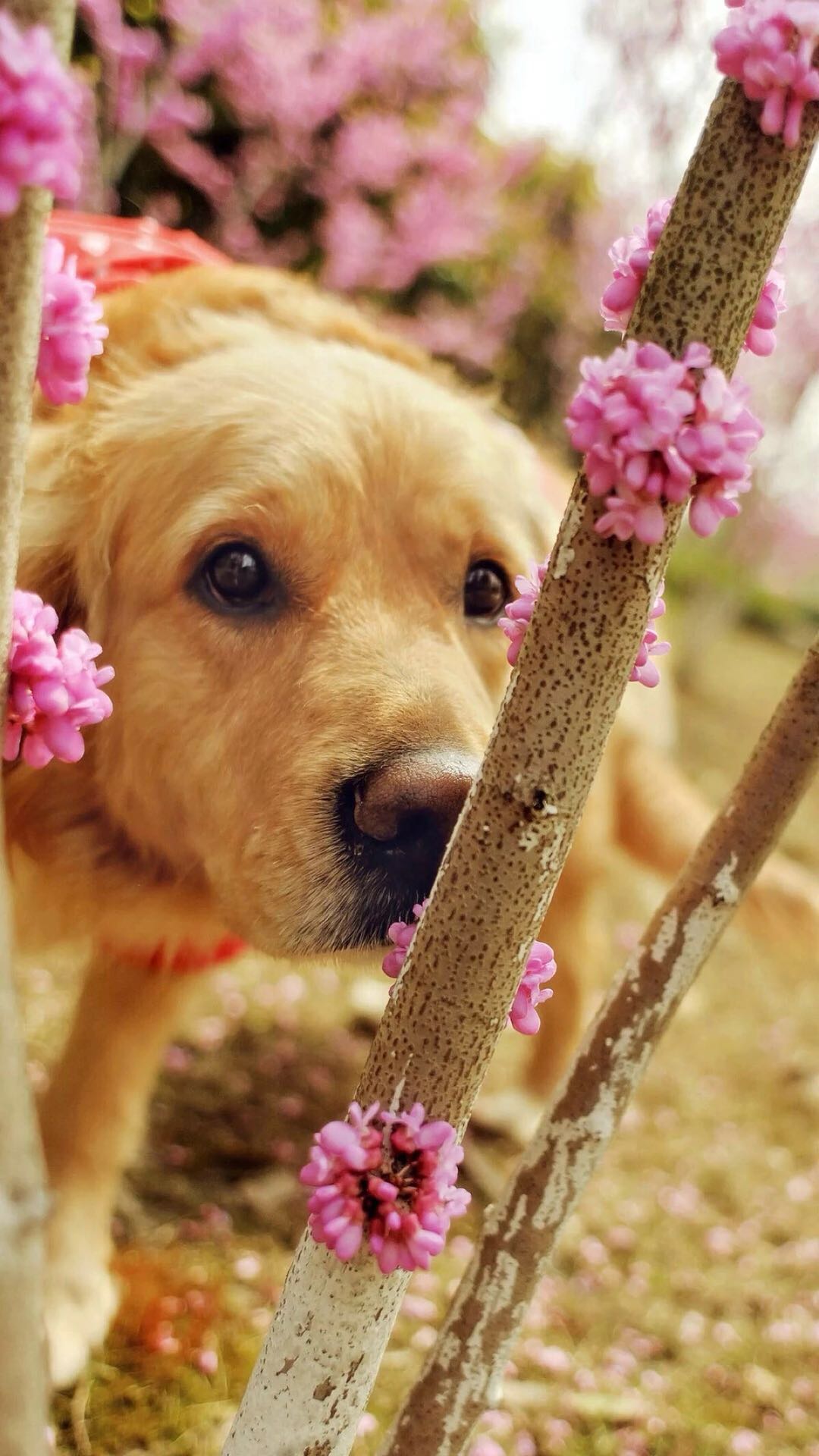国内狗粮市场如何,国内狗粮市场