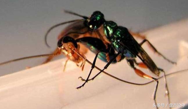 美国出现僵尸浣熊因温热病而起，而历史上的僵尸事件诱因都差不多