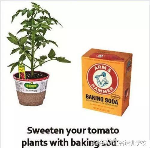 花艺基础知识认识花卉,花艺师必学