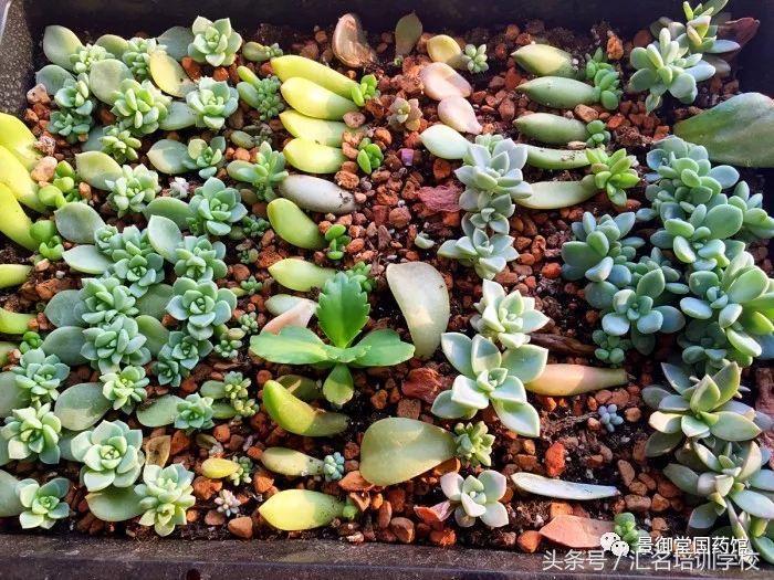 花艺基础知识认识花卉,花艺师必学