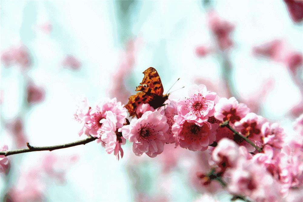 花艺基础知识认识花卉,花艺师必学