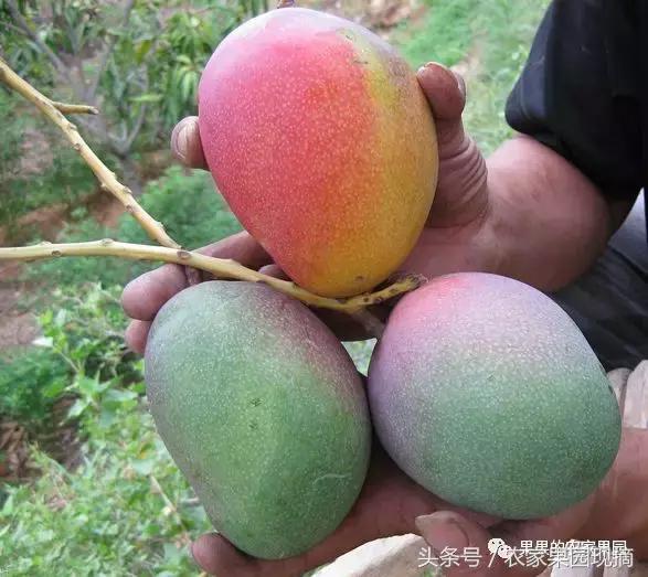 芒果品种千千万,最好吃的是哪个品种?你知道吗?