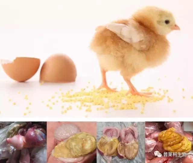 怎么改善鸡腺胃炎,严重鸡腺胃炎用什么药