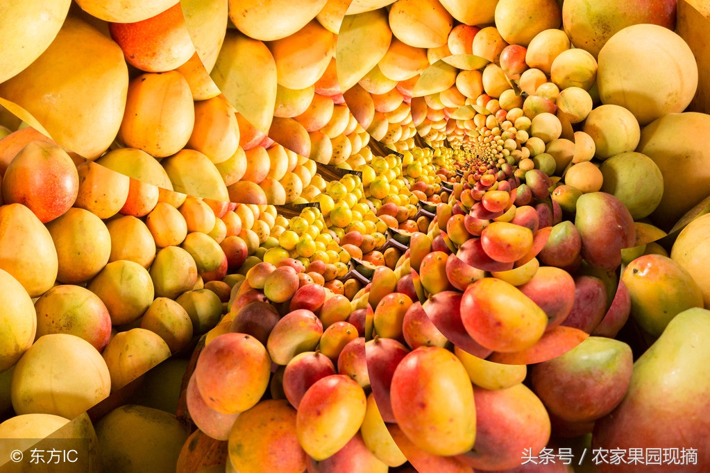 芒果品种千千万,最好吃的是哪个品种?你知道吗?