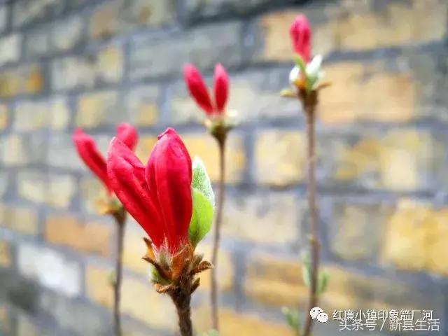 革命之火处处燃起是哪个电影台词,鄂豫皖革命