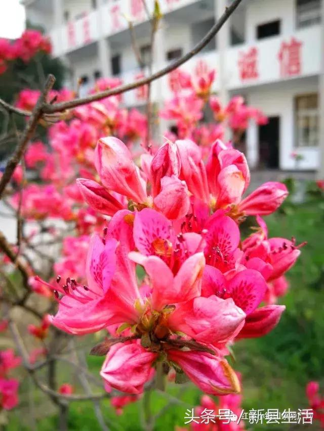 革命之火处处燃起是哪个电影台词,鄂豫皖革命