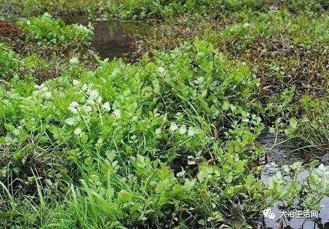 湖北大冶正宗的十大特产,大冶特色特产