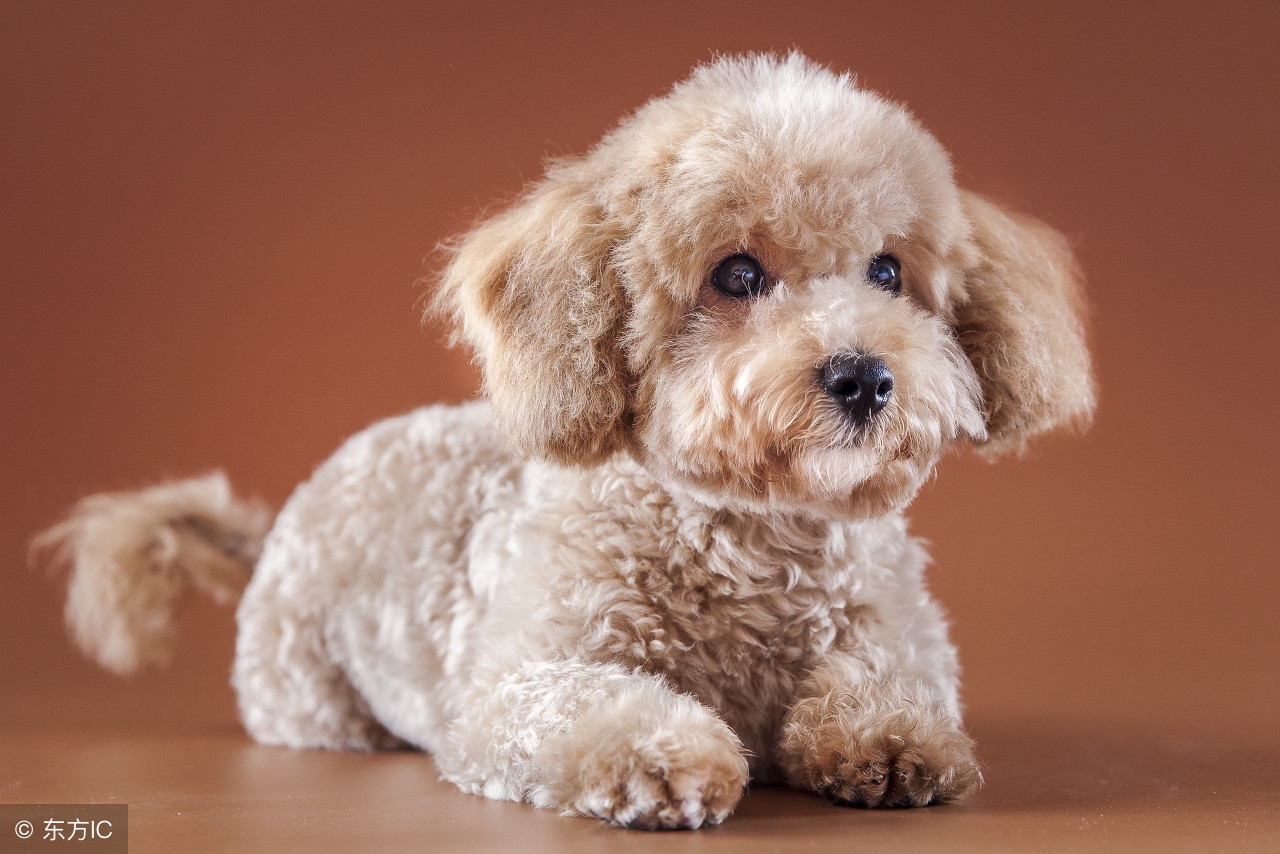 狗狗拉稀怎么办最快的解决方法,狗狗又拉稀又拉虫子怎么办