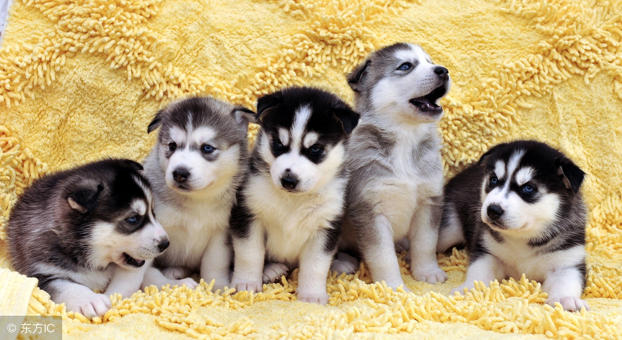 狗狗拉稀怎么办最快的解决方法,狗狗又拉稀又拉虫子怎么办