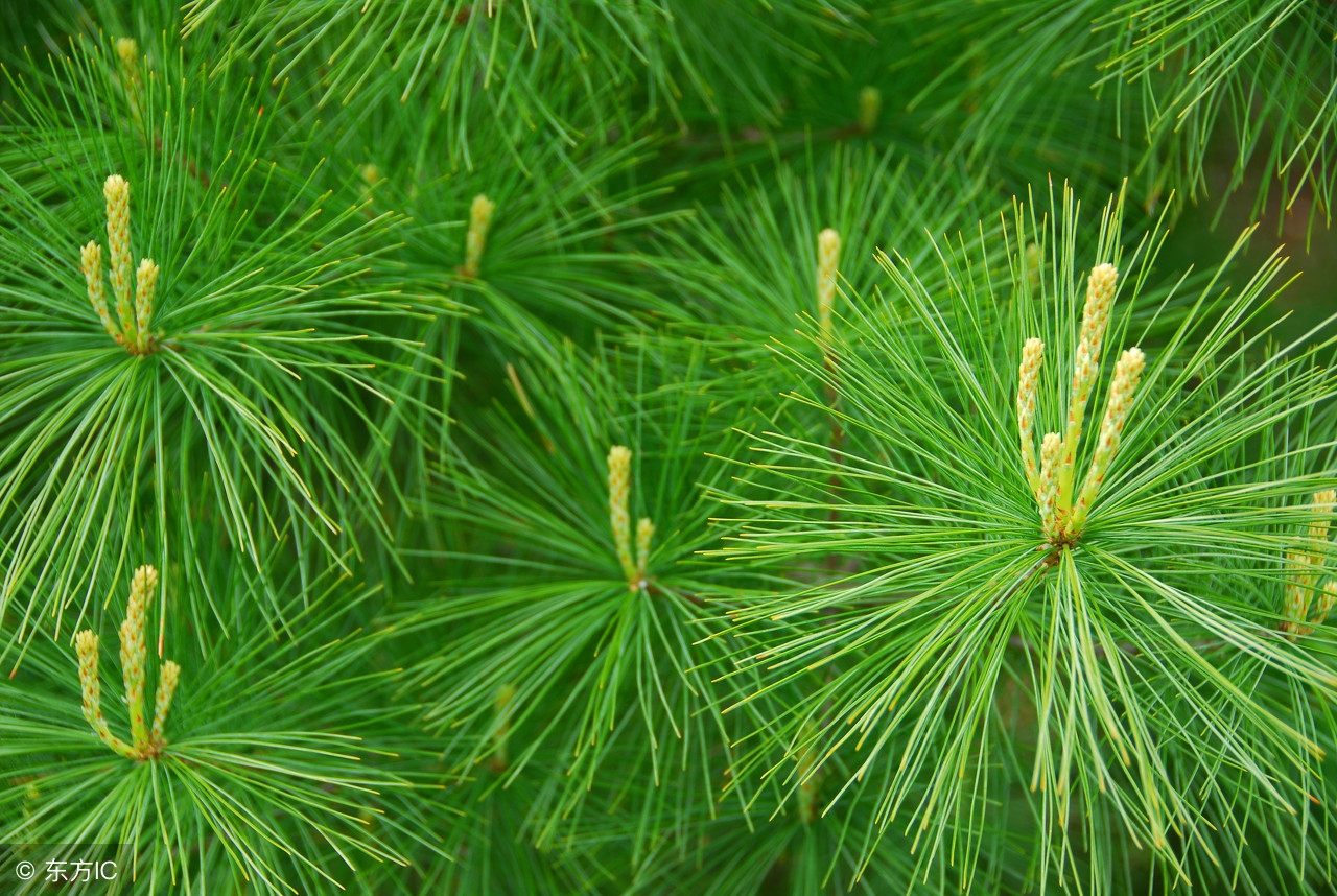 养鸡场用什么灭蚊虫最好,养鸡场怎么消除蚊虫的