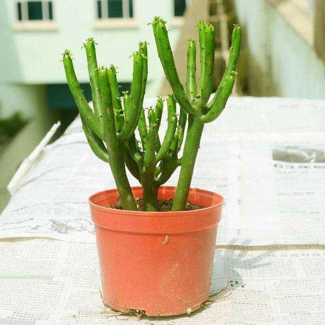 有毒的几种绿植千万不要养,有毒的常见绿植