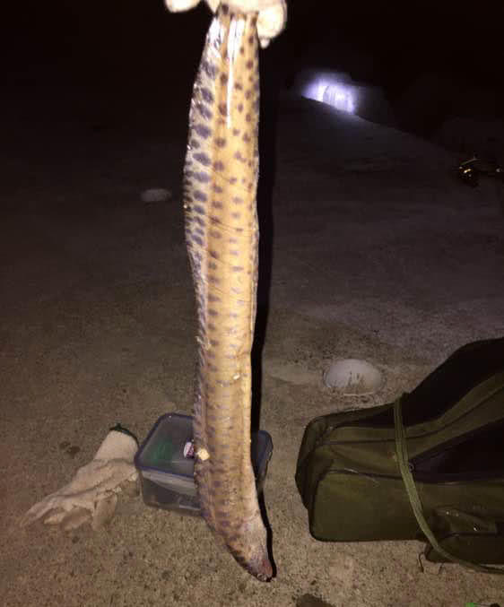 钓鱼钓到一万斤的大石斑,海口港口钓石斑