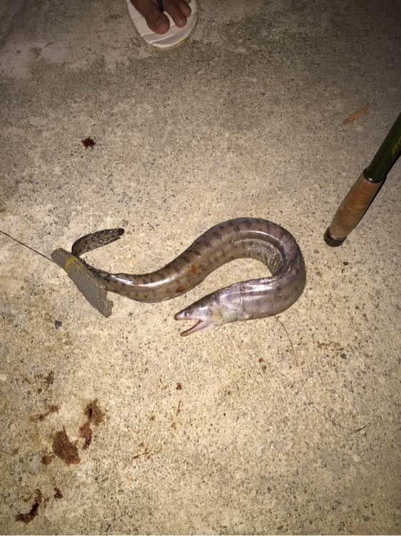 钓鱼钓到一万斤的大石斑,海口港口钓石斑