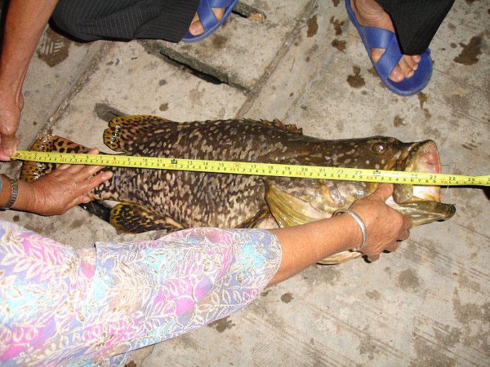 钓鱼钓到一万斤的大石斑,海口港口钓石斑