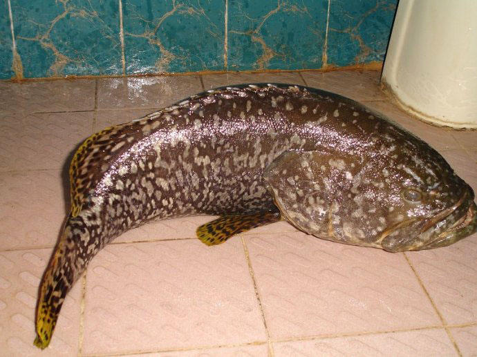 钓鱼钓到一万斤的大石斑,海口港口钓石斑